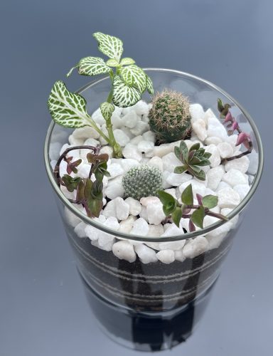 Mixed Plant Terrarium Mixed plants, cacti and succulent mini terrarium in glass container