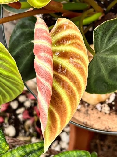 Half-Unfurled Philodendron Verrucosum Leaf Half-unfurled Philodendron verrucosum leaf.