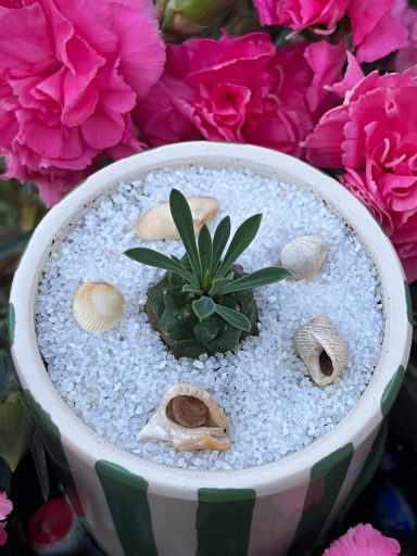Succulent in a Decorative Pot Succulent planted in a decorative pot with shells