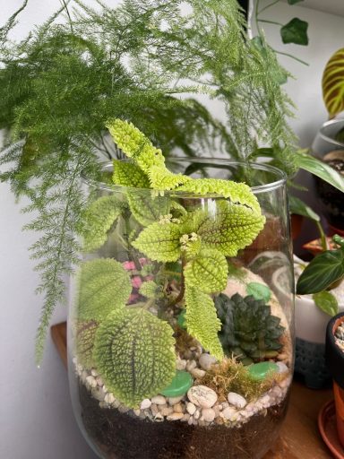 Glass Terrarium with Plants Terrarium featuring a mix of indoor plants