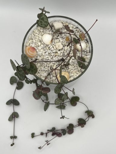 String Of Hearts terrarium String Of Hearts succulent in a layered glass terrarium