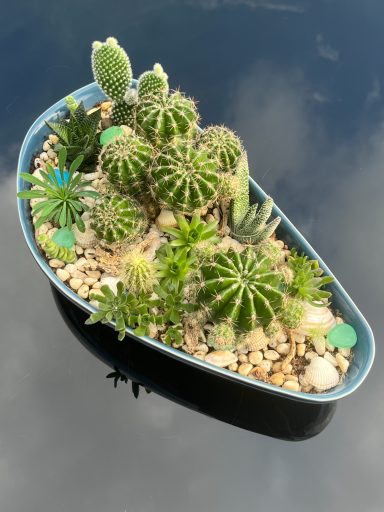 Cacti and Succulent Arrangement Mixed Cacti & Succulent Arrangement