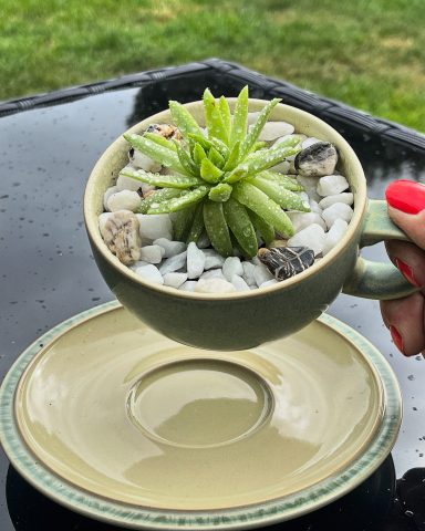 Mini Succulent Tea Cup Display Mini succulent displayed in decorative green tea cup