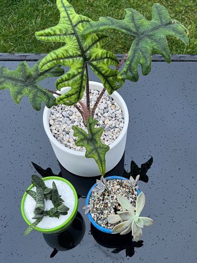 Alocasia Jacklyn alongside succulents Alocasia Jacklyn plant in a white pot with white pebble decoration alongside other potted succulents.