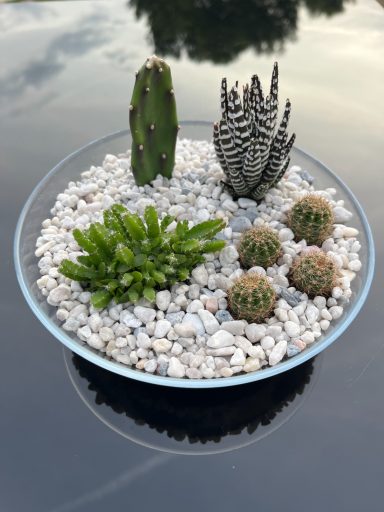 Shallow Cacti and Succulents Terrarium A glass dish containing various small cacti and succulents with decorative stones.