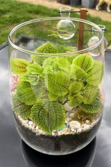 Large Pilea in Open Terrarium Open terrarium featuring Pilea plant