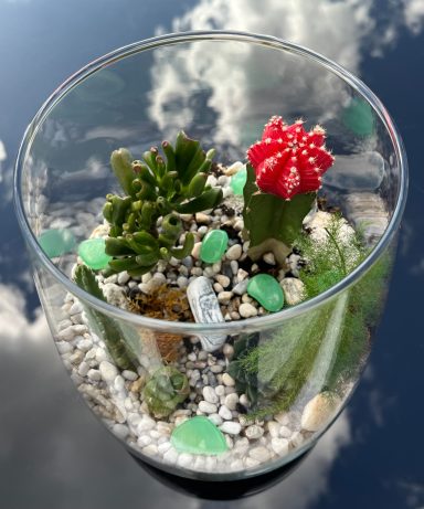 Cacti & Succulent Open Terrarium Open terrarium with cacti and succulents