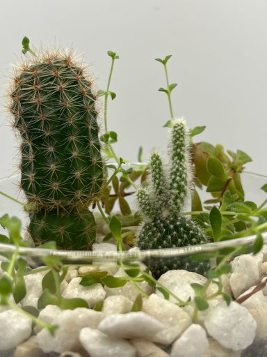 Mixed Cacti & Succulent Terrarium Mixed cacti and succulent mini terrarium in glass container