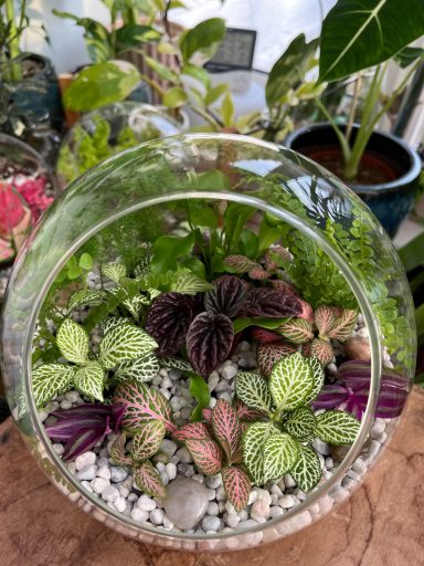 Round Open Foliage Terrarium Round open terrarium with lush foliage and decorative stone layers