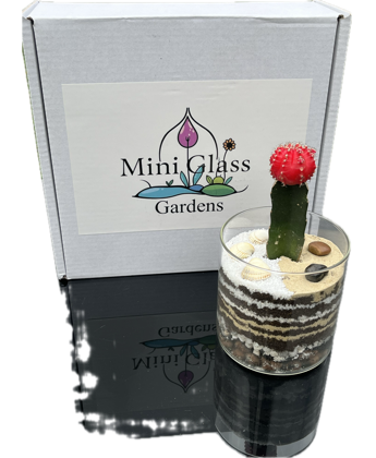 Layered Open Terrarium Kit box with Finished Terrarium and a cactus