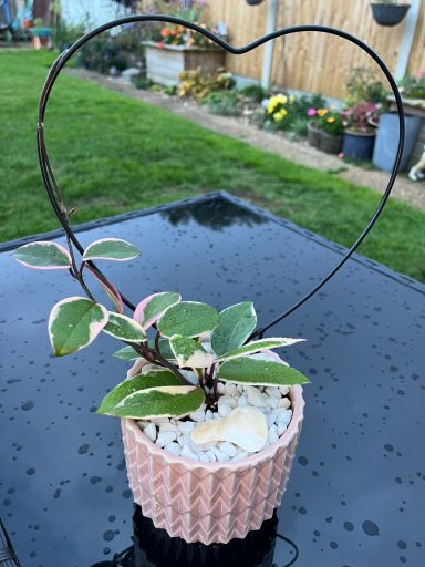 Hoya in Pink Pot with Heart-Shaped Trellis Hoya plant in a pink pot with a heart-shaped trellis.