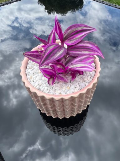 Tradescantia in Pink Pot Tradescantia plant in a pink pot with white gravel top layer