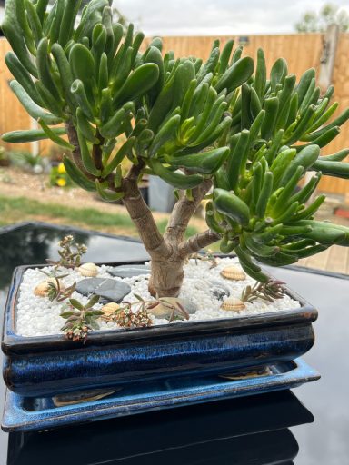 Bonsai-Style Gollum Jade Crassula ovata ‘Gollum’ styled as a bonsai with decorative top layer