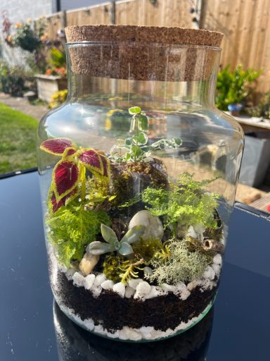 Closed Terrarium with Pebble Layers and Lush Plants Closed glass terrarium with layered pebbles and compost, filled with vibrant green plants.