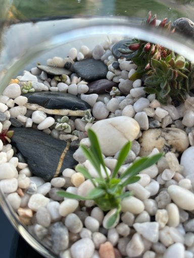 Glass Terrarium with Succulents Open terrarium featuring a mix of indoor plants