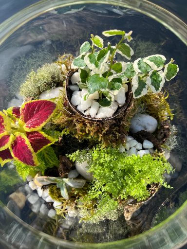 Closed Terrarium with Pebble Layers and Lush Plants Closed glass terrarium with layered pebbles and compost, filled with vibrant green plants.