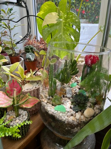 Cacti & Succulent Open Terrarium Open terrarium with cacti and succulents, with plants visible in the background