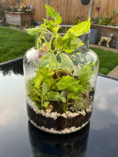 Closed Terrarium with Pebble Layers and Lush Plants Closed glass terrarium with layered pebbles and compost, filled with vibrant green plants.