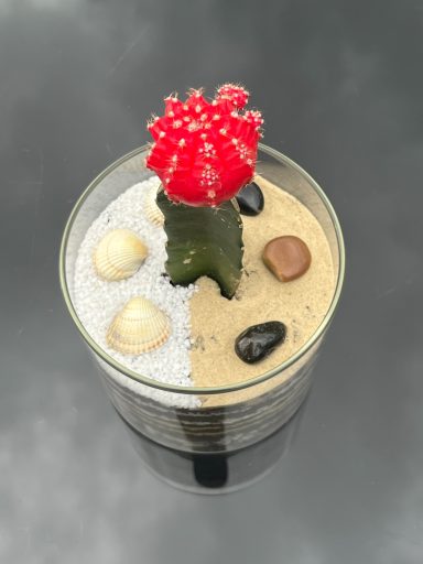 Moon Cactus Layered Terrarium Moon cactus in an open layered terrarium