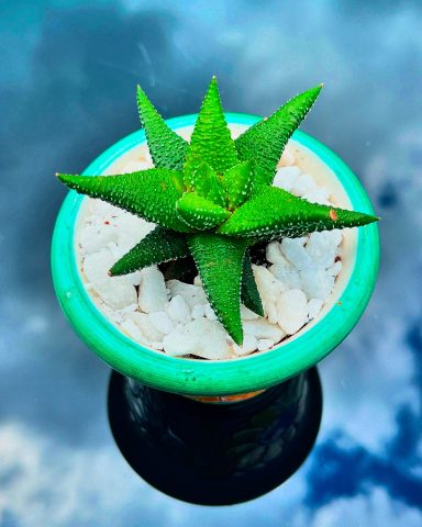 Succulent in a Decorative Pot Succulent in a decorative pot topped with white pebbles