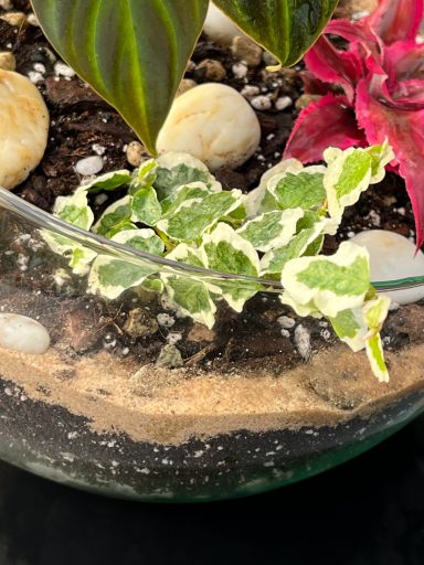 Open Glass Terrarium with Plants Terrarium featuring a mix of indoor plants
