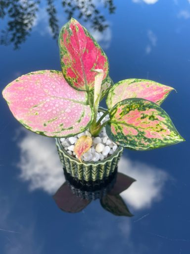 Aglaonema ‘Pink Promise’ Plant Aglaonema ‘Pink Promise’ with pink and green foliage in a decorative pot