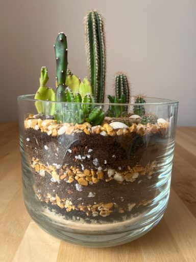 Mixed Cacti Terrarium Mixed cacti terrarium in glass container