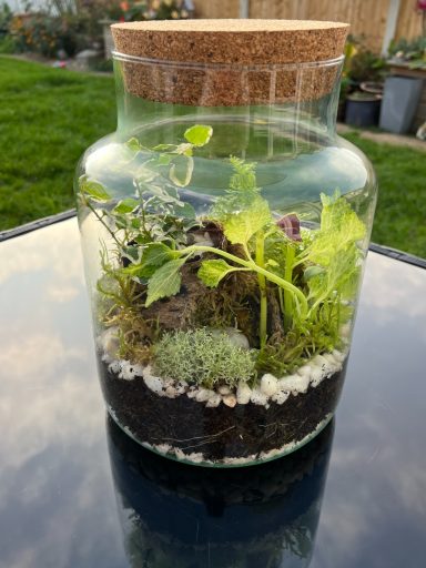 Closed Terrarium with Pebble Layers and Lush Plants Closed glass terrarium with layered pebbles and compost, filled with vibrant green plants.