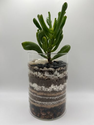 Crassula Ovata Gollum Jade Layered Terrarium Crassula ovata ‘Gollum’ jade plant in glass terrarium