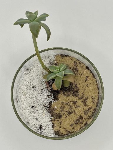 Ghost Plant Layered Terrarium Ghost Plant succulent in a layered glass terrarium