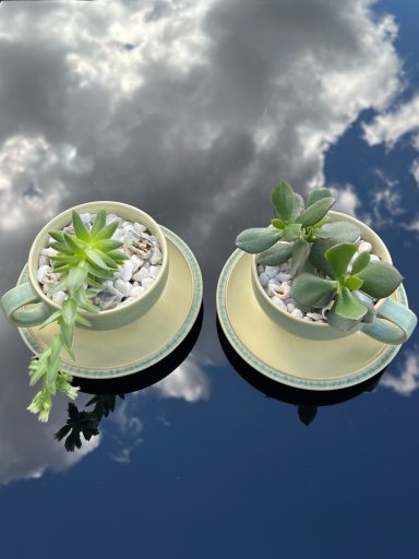 Succulents in Green Tea Cups Succulents planted in green tea cups