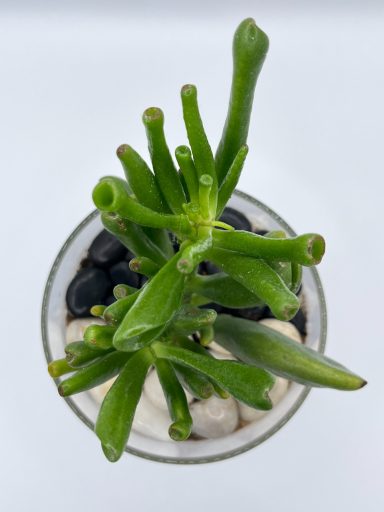 Crassula Ovata Gollum Jade Layered Terrarium Crassula ovata ‘Gollum’ jade plant in glass terrarium