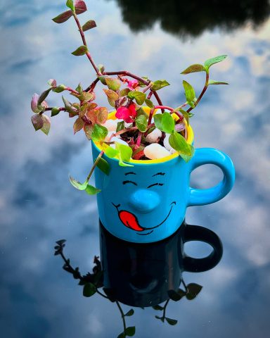 Callisia Repens in Smiling Mug Callisia repens trailing plant in a smiling mug planter