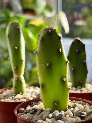 Opuntia Canterae ‘Elata’ Cuttings Potted Opuntia Canterae ‘Elata’ Cuttings