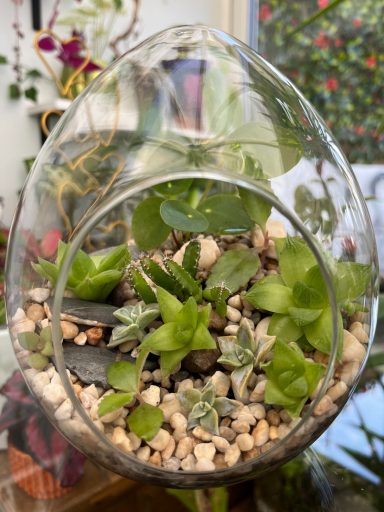 Egg-Shaped Layered Plant Terrarium Egg-shaped glass terrarium with layered substrates and assorted plants