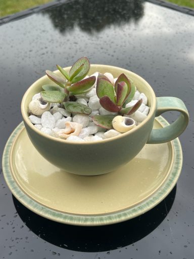 Mini Succulent Tea Cup Display Mini succulent displayed in decorative green tea cup