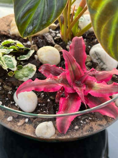 Glass Terrarium with Plants Open terrarium featuring a mix of indoor plants