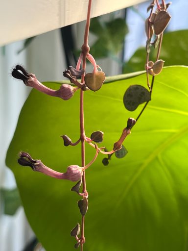 Blooming Ceropegia Woodii String of Hearts plant with delicate pink blooms