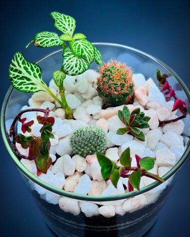 Open Terrarium with Mixed Indoor Plants Open terrarium featuring a mix of vibrant indoor plants.