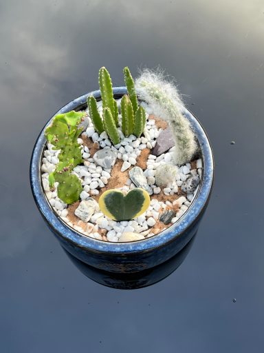 Cacti and Succulent Arrangement in Large Pot Cacti and succulents arrangement in a large pot