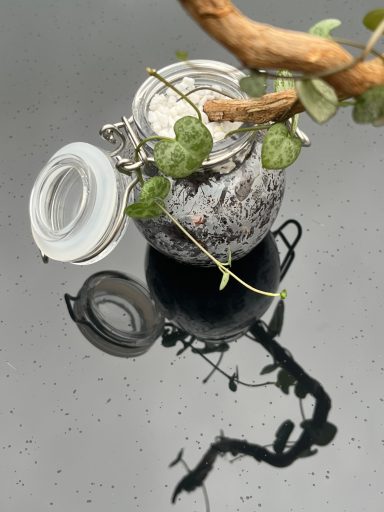 String of Hearts in Jar String of Hearts plant in small glass jar with lid