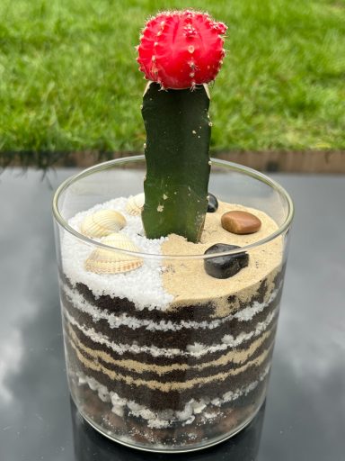 Moon Cactus Open Terrarium Moon cactus in layered open terrarium