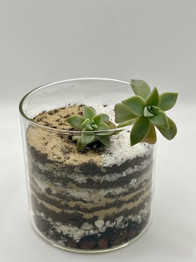 Ghost Plant Layered Terrarium Ghost Plant succulent in a layered glass terrarium