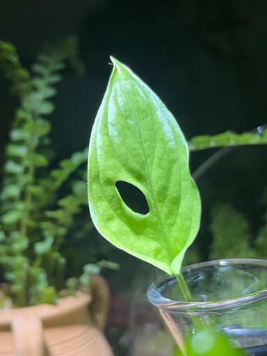 Monstera Adansonii Single-Fenestration Cutting Monstera adansonii propagation cutting with single fenestrated leaf