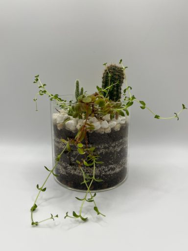 Mixed Cacti & Succulent Terrarium Mixed cacti and succulent mini terrarium in glass container