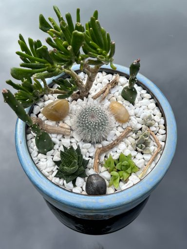 Cacti & Succulents Display Cacti and succulents arranged in a large pot