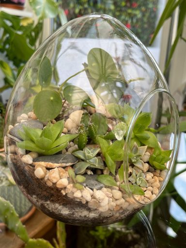 Egg-Shaped Layered Plant Terrarium Egg-shaped glass terrarium with layered substrates and assorted plants