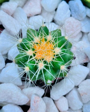 Cactus Top View with Decorative Stones Top-down view of a cactus surrounded by decorative stones, showing its spikes.