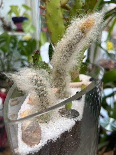 Monkey Tail Cactus Tear-Shaped Terrarium Monkey Tail Cactus in a tear-shaped glass terrarium