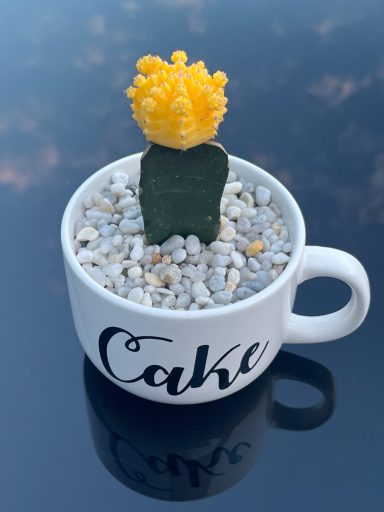 Decorative Moon Cactus Display Moon cactus planted in “Cake” cup